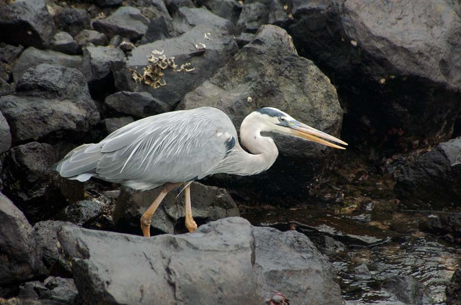 06 Great Blue Heron B#CAC7F