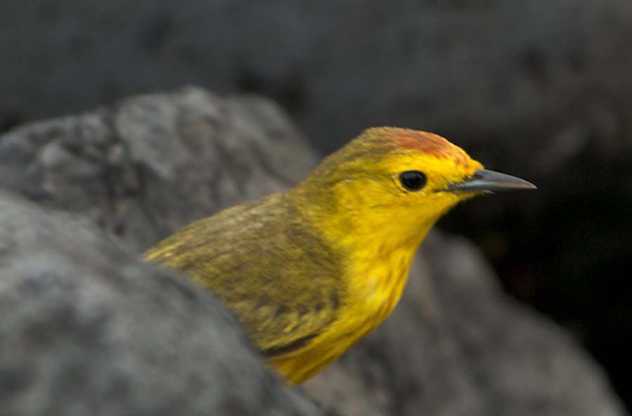 10 Yellow warbler, Ho#CAC83