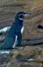 13 Galapagos penguins#CAC7E