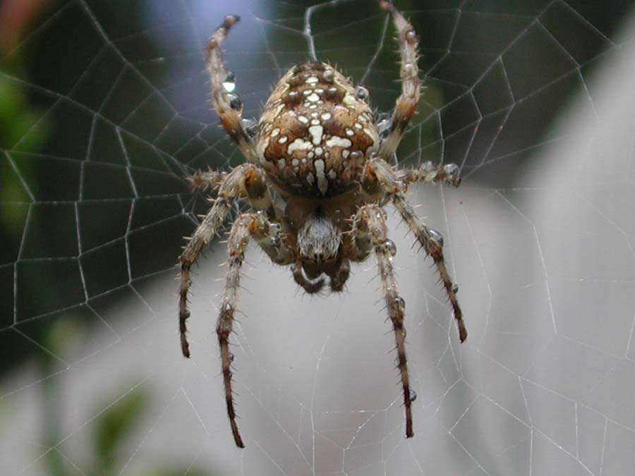 garden wet spider by#20008