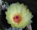 garden cactus flower#20002