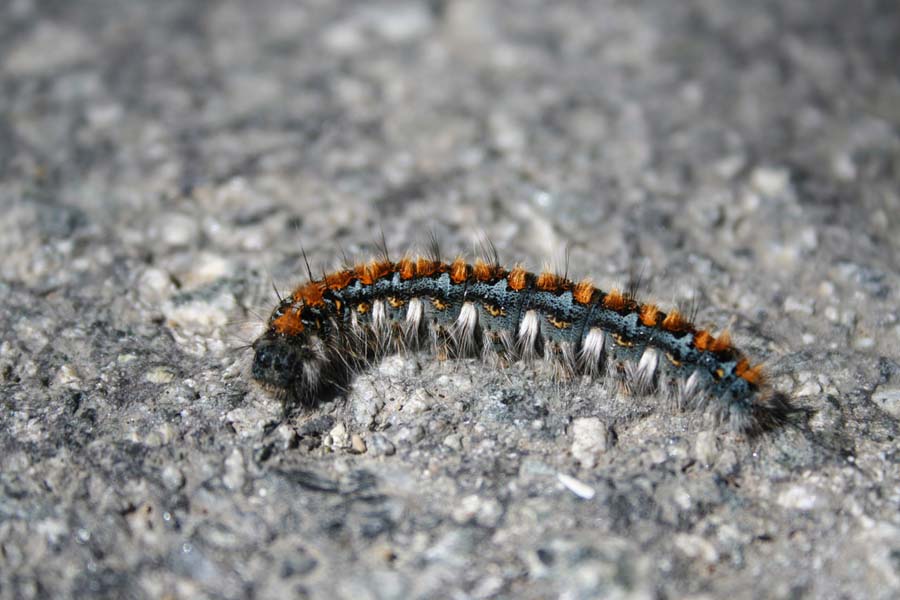 8_Caterpillar